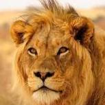 theking00