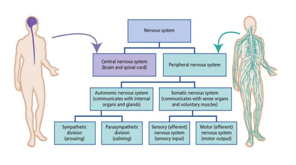 Нервная система человека. Центральная нервная система. Периферическая нервная система. Нервная система женщины.