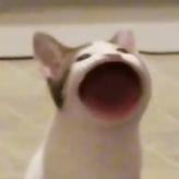 soos_mite_ah