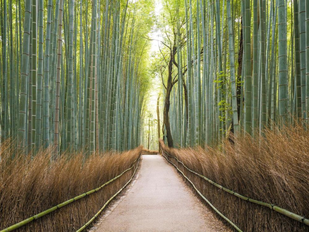 Arashiyama-Bamboo-Grove-GettyImages-915795558.jpeg