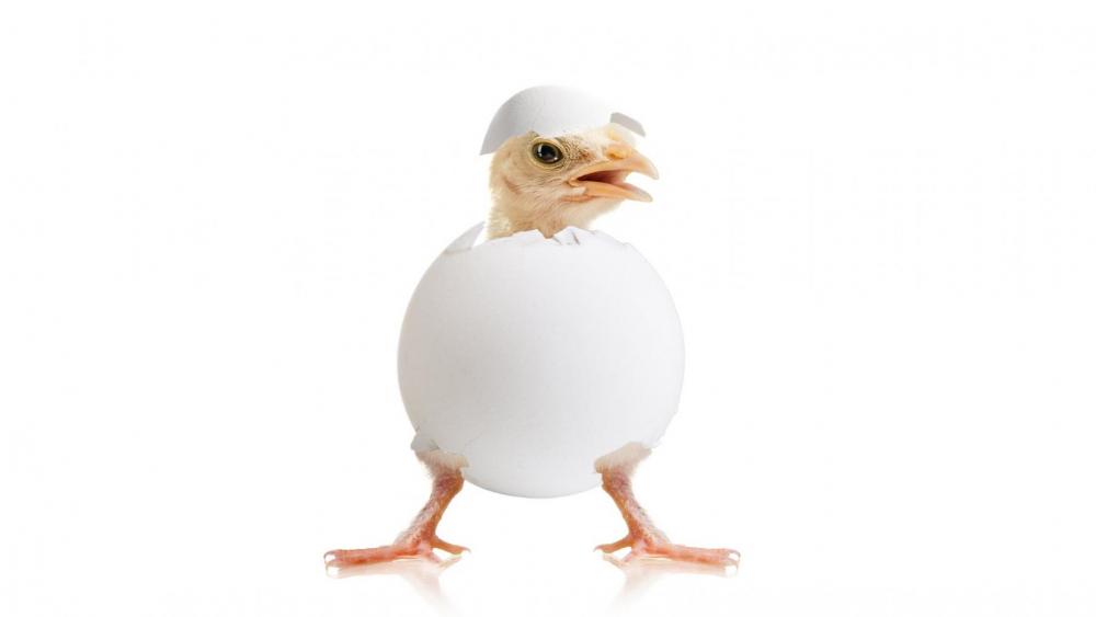 7-7-OT-Chick-with-head-and-legs-popped-out-of-egg.jpg