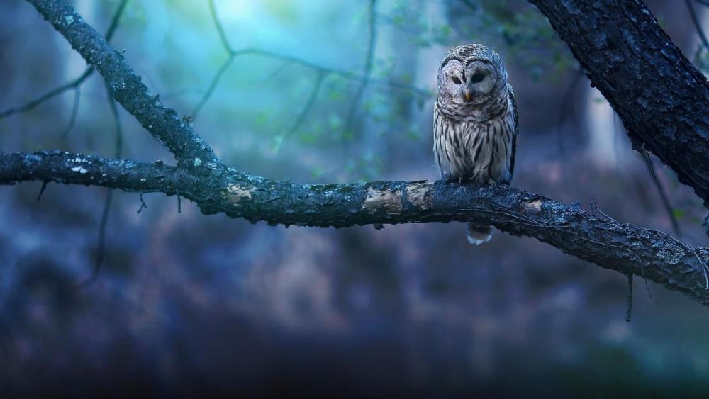 blue-owl.jpg
