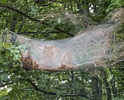 davey-tree-fall-webworm.jpg
