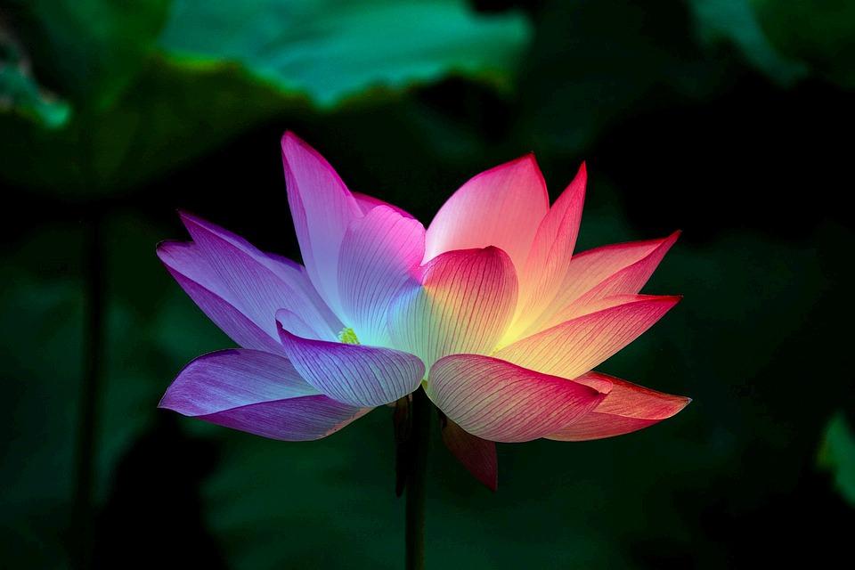 Lotus Flower.jpeg