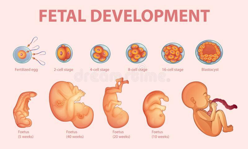 stages-human-embryonic-development-illustration-stages-human-embryonic-development-199849932.jpg