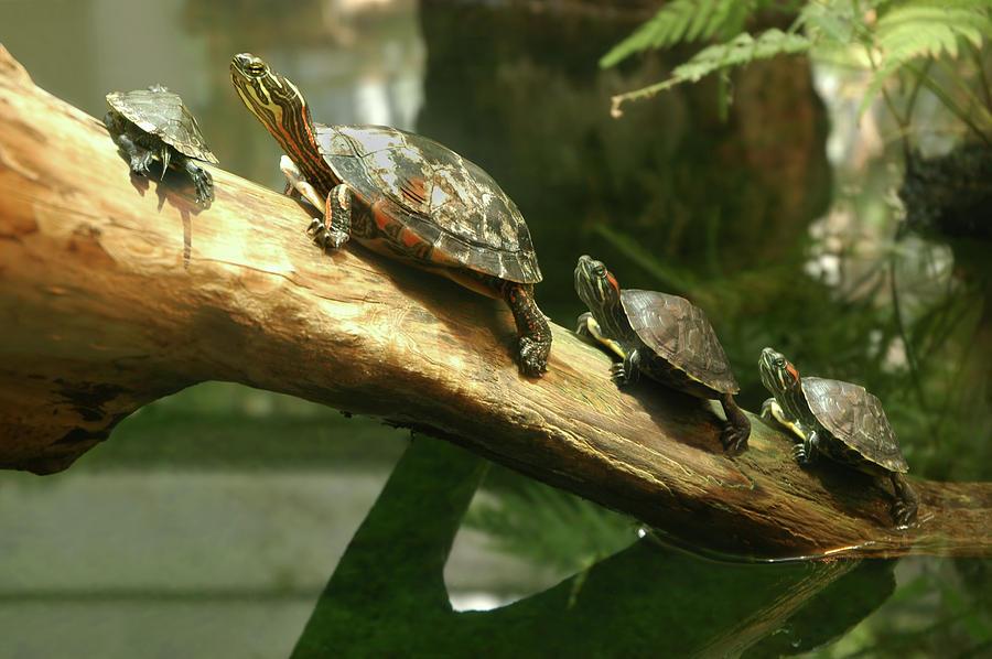 turtle-family-edwin-verin.jpg