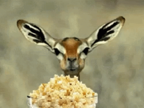 popcorn deer.gif