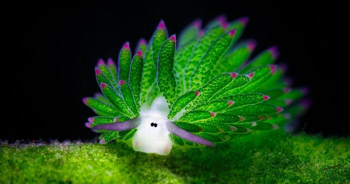 leaf-sheep-sea-slug-costasiella-kuroshimae-fb__700.jpg