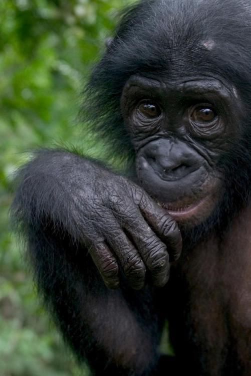 01-bonobo-NationalGeographic_1227726_2x3.jpg