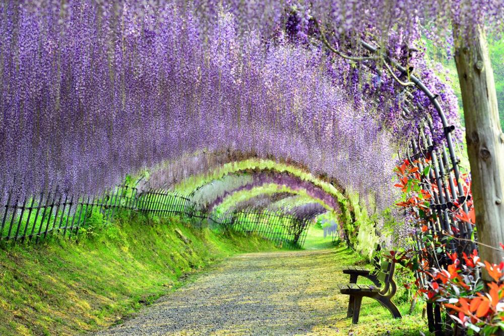 150306145109-beautiful-japan-kawachi-wisteria.jpg