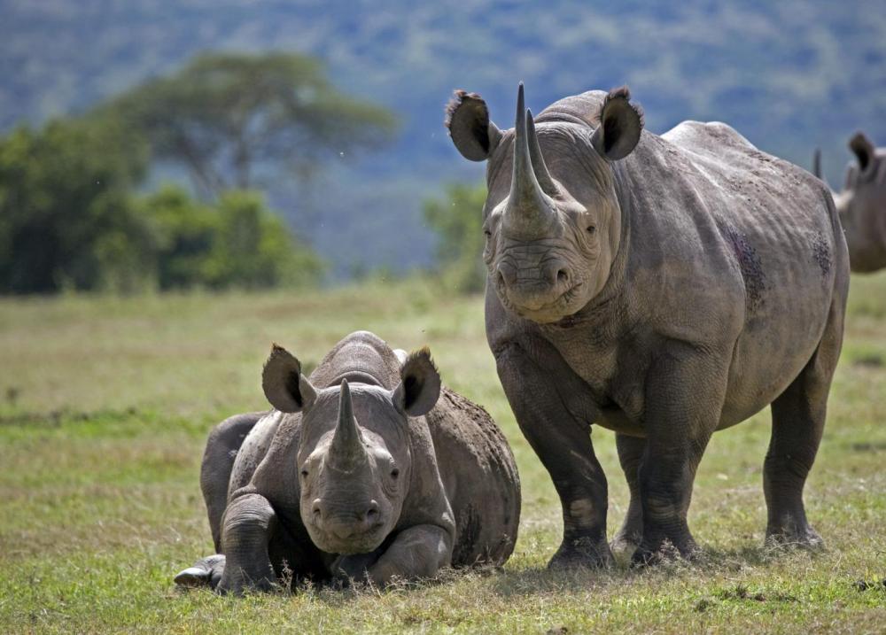 Black-rhino-calf-GettyImages-164158552-eea7319-scaled.jpg