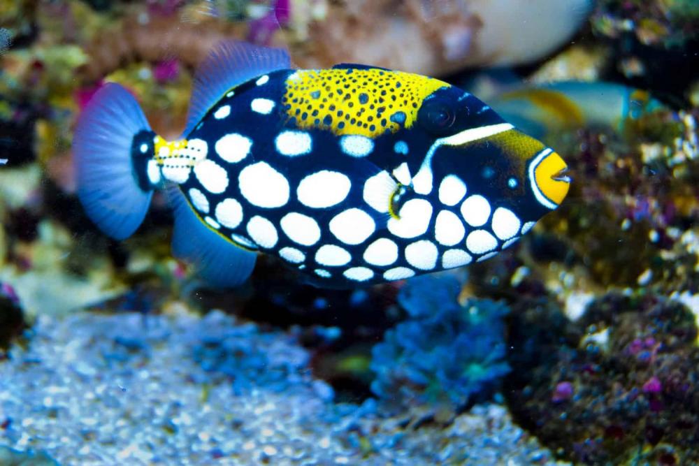 Clown-Triggerfish.jpg