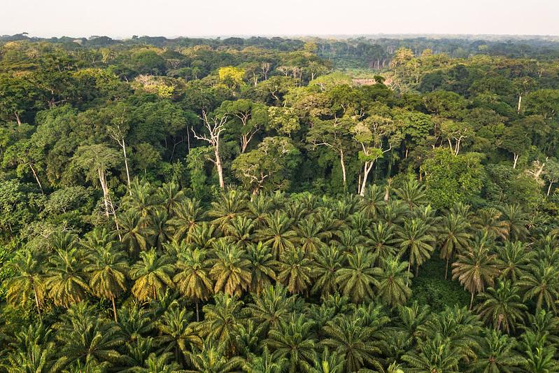 Congo_palmforest.jpg