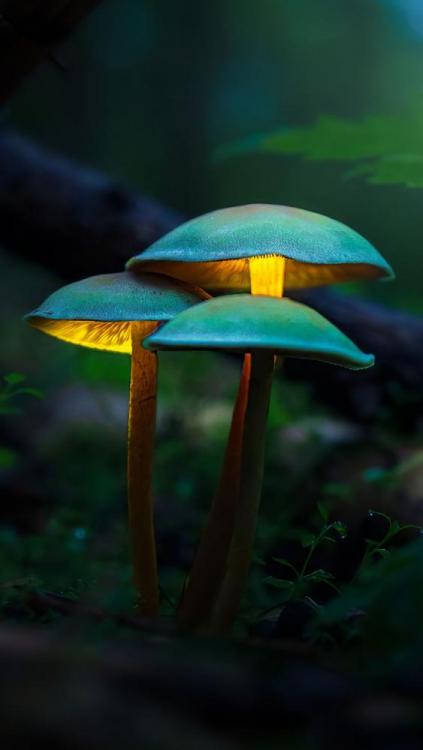 beautiful_mushrooms_in_forest_background_4k_hd_mushroom-1440x2560.jpg