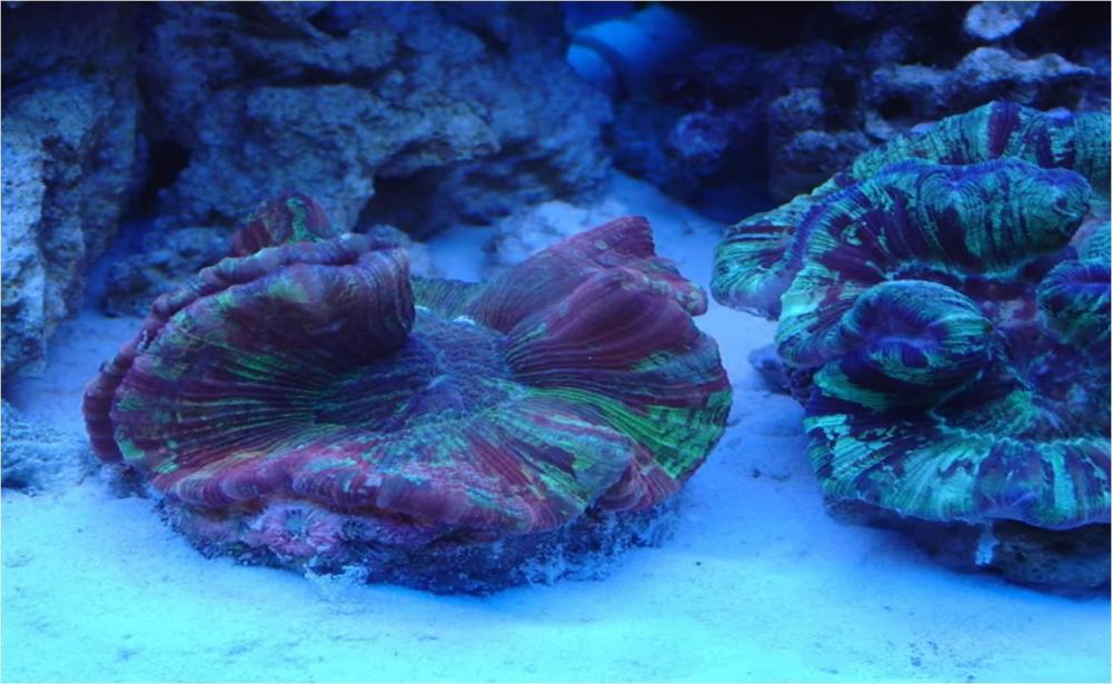 brain-coral.jpg