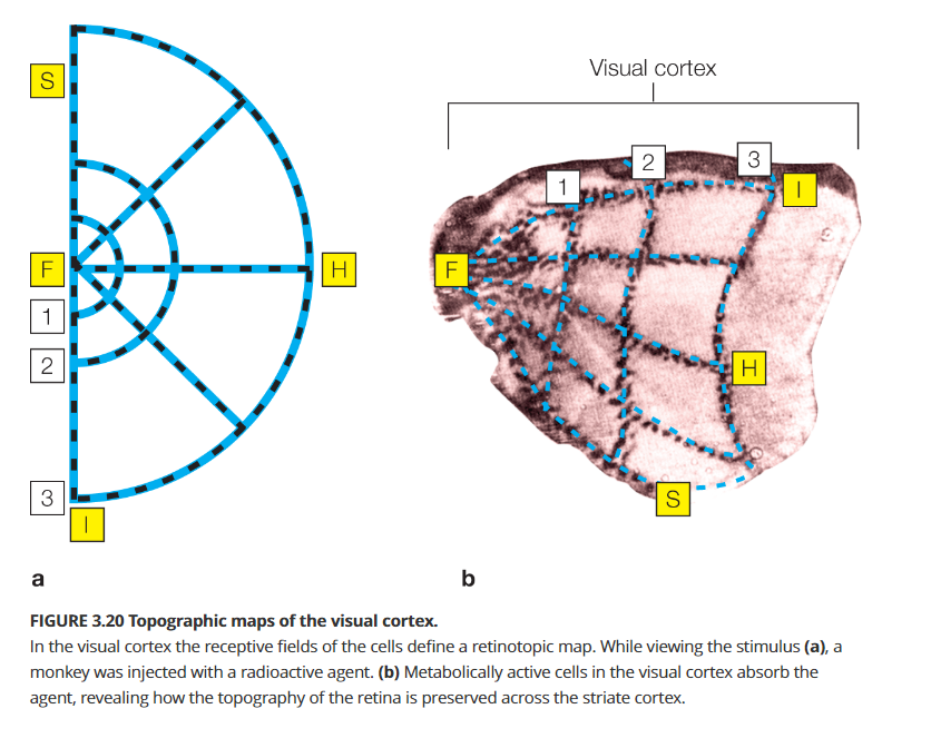 Topographic maps of the visual cortex.png