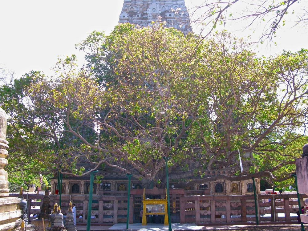 the buddha bodhi tree-min.jpg
