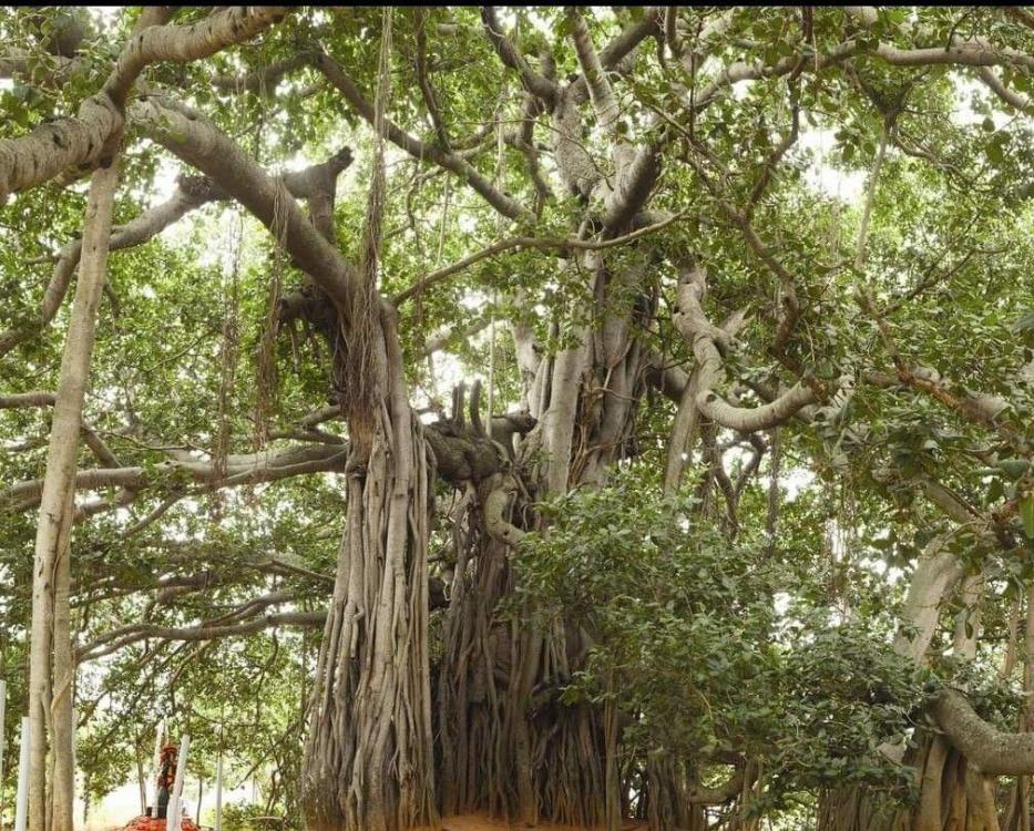 The Bidadi Kalpataru banyan tree 2.jpg