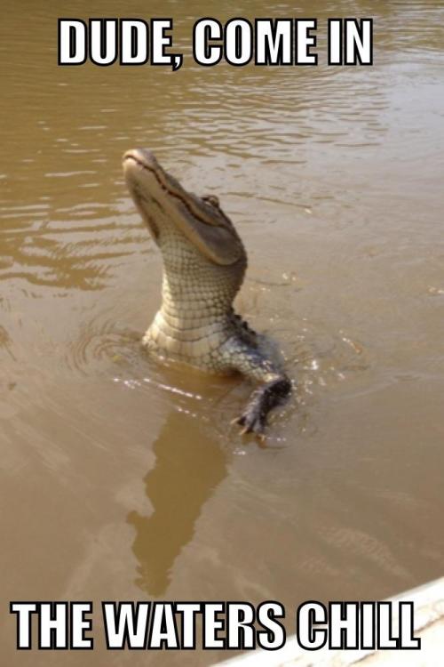 1682047740-funny-pictures-crocodile-water.jpeg