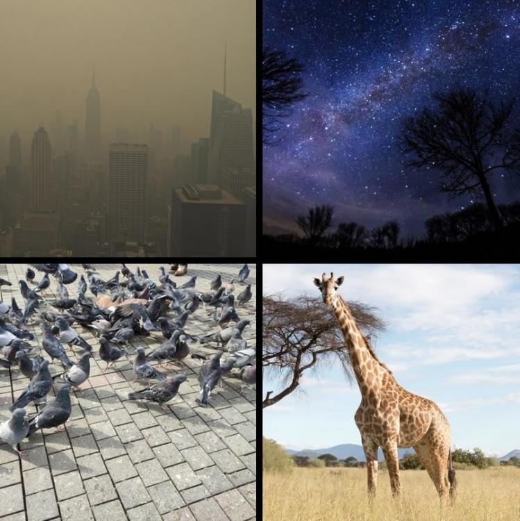 45052862-04A1-47A7-96CE-E6860588E7D4_1_201_a.jpeg