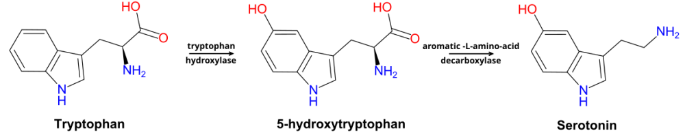 Trp-5ht-pathway.svg.png
