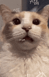 cat math.gif