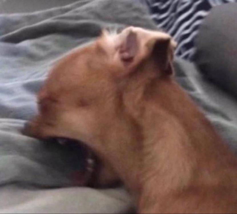 dig bite scream pillow.jpg