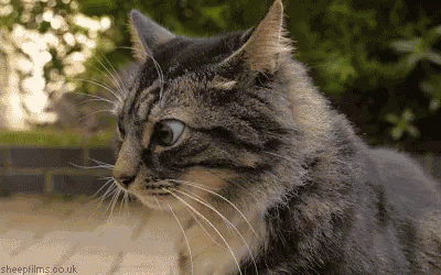 waitwut cat.gif