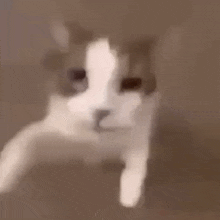 kitty hug boop.gif