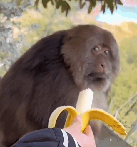 ape03.gif