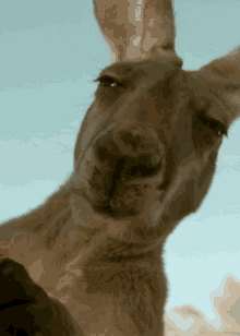 contemplating-thinking.gif