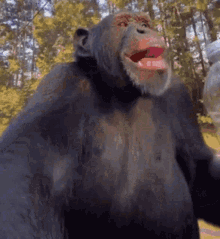 monke-482058690.gif
