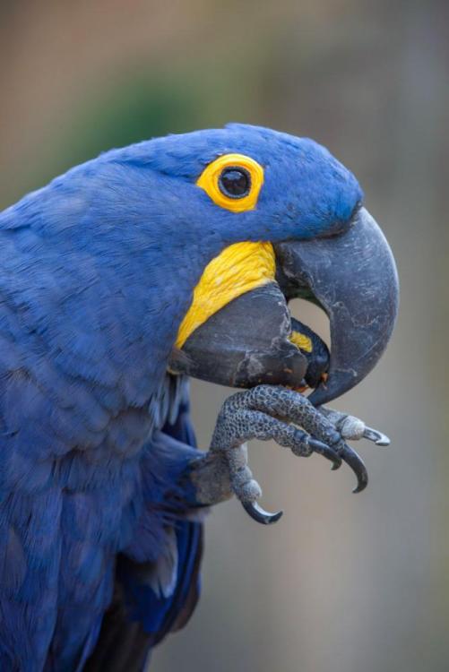 hyacinth-macaw-2730389882.jpg