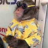 Monke