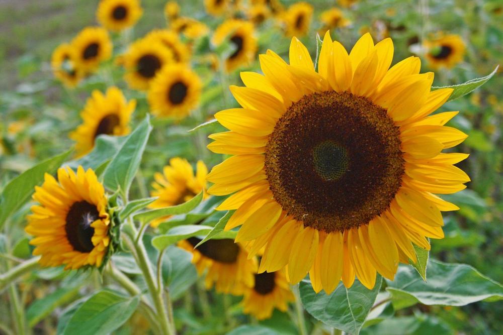 sunflower-629818_1920-2258289454.jpg