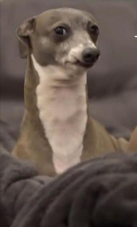 susdog.jpg