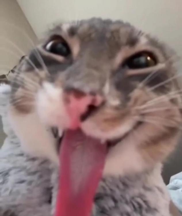 cat hah tongue.png