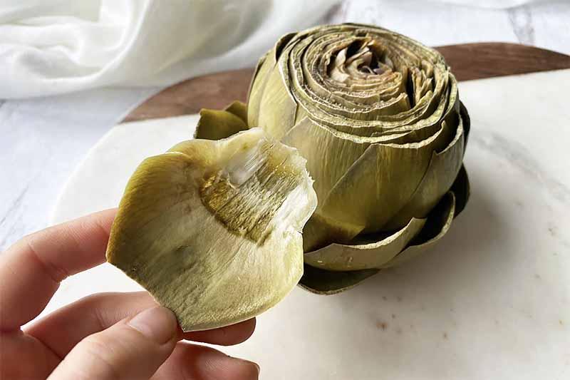 Cutting-Artichokes-with-no-Fear.jpg