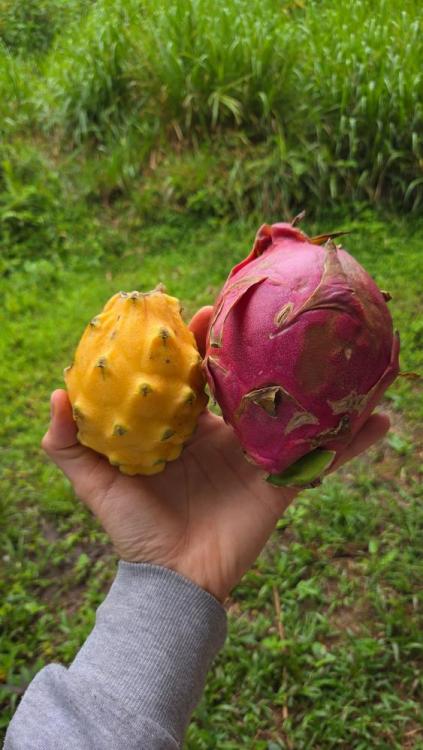 2-dragonfruits-min.jpeg