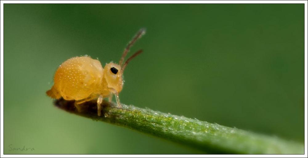 springtail bug cute.jpg