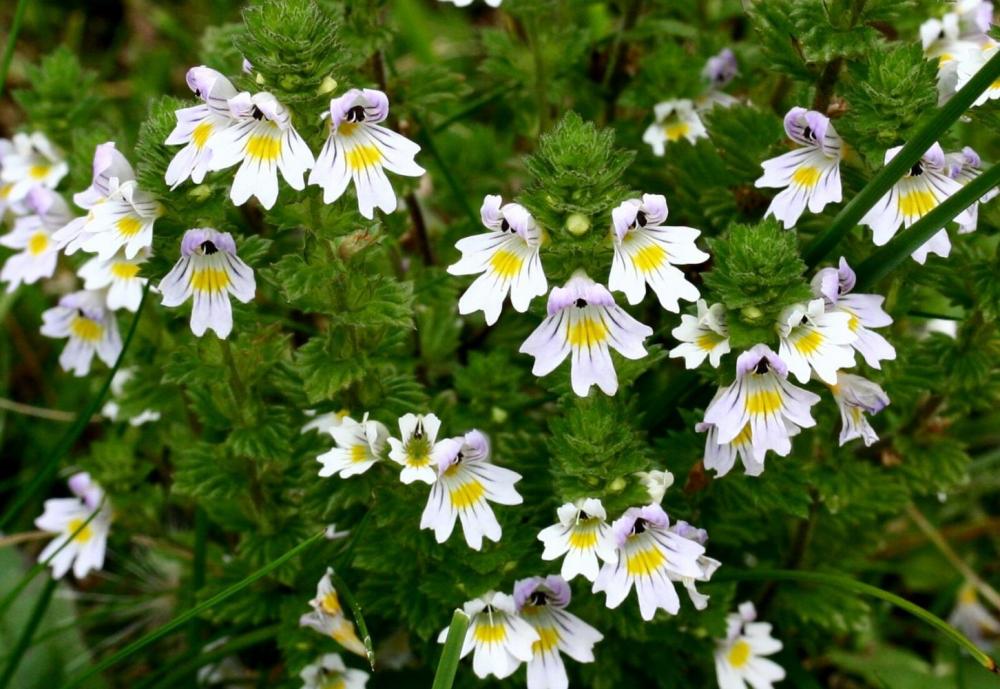 Euphrasia_rostkoviana_ENBLA02.jpeg