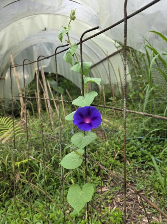 morning glory-min.jpg