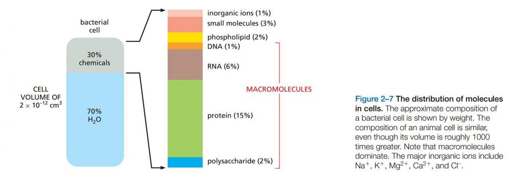 cell composition.JPG