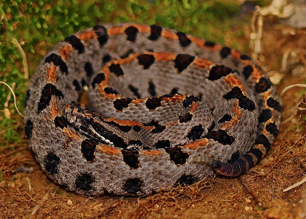 Western_Pygmy_Rattlesnake_(Sistrurus_miliarius_streckeri)_-_Flickr_-_2ndPeter(1).jpg