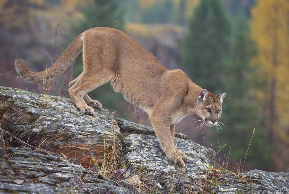 mountainlion.jpg
