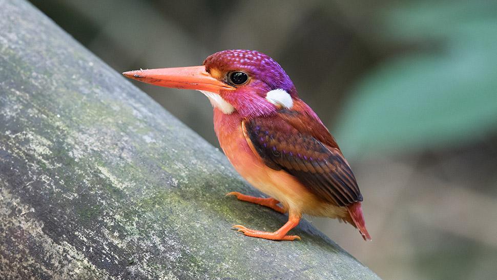 Philippine-Kingfisher-MAIN-IMAGE.jpg.94e563102502744c7db4ab235030ce8b.jpg