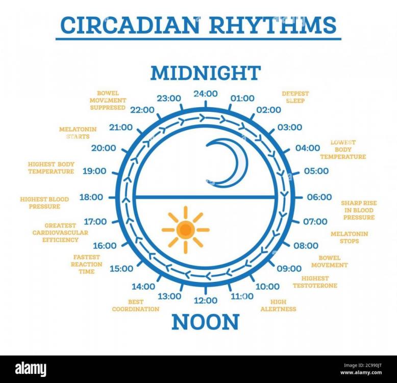 circadian-rhythm-vector-illustration-scheme-of-sleep-wake-cycle-infographic-elements-sunlight-exposure-on-regulates-hormones-production-2C990JT-1285252171.jpg