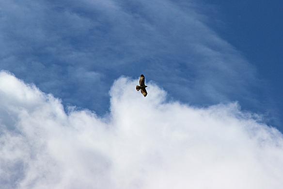 red-tailed-hawk-soaring-63.jpg