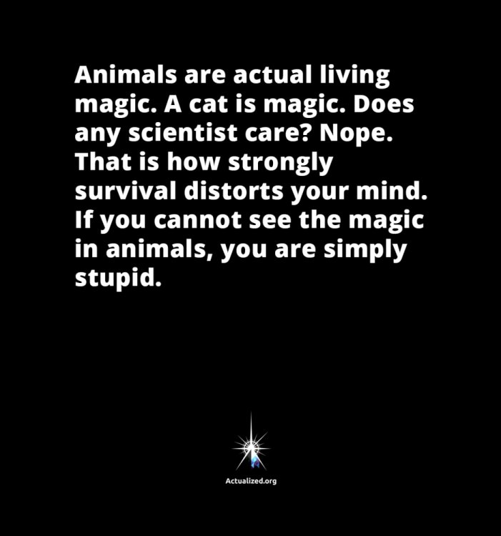 leo-quote-animals-are-magic-01.png