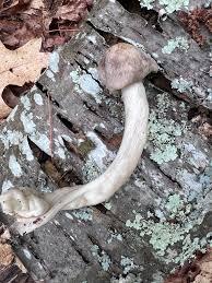 Long Stemmed Mushroom.jpg